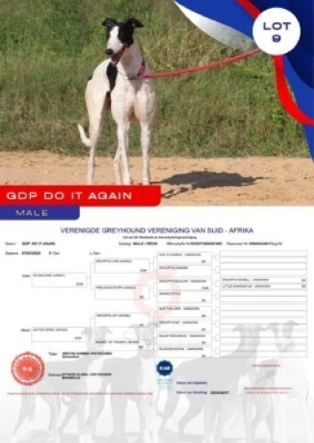 1X GREYHOUND GDP DO IT AGAIN MALE Global Greyhounds Modimolle