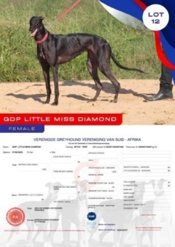1X GREYHOUND GDP LITTLE MISS DIAMOND FEMALE Kaingo Boerdery Nylstroom