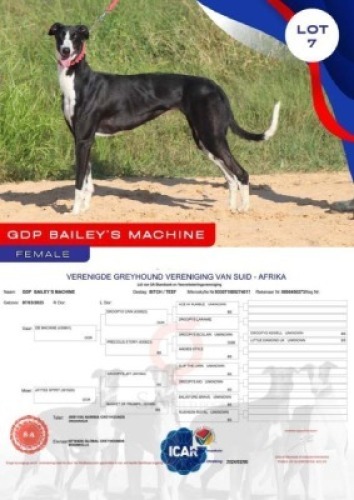1X GREYHOUND GDP BAILEY'S MACHINE FEMALE Global Greyhounds Modimolle