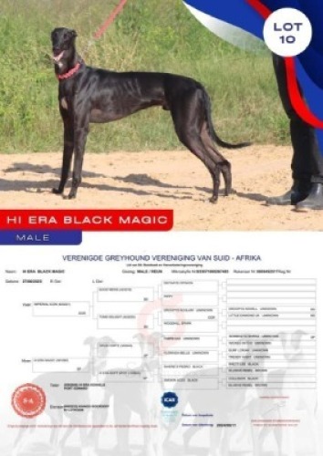 1X GREYHOUND HI ERA BLACK MAGIC MALE Kaingo Boerdery Nylstroom