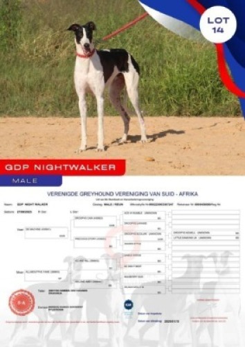 1X GREYHOUND GDP NIGHT WALKER MALE Kaingo Boerdery Nylstroom