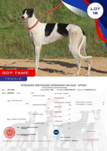 1X GREYHOUND GDP FAME FEMALE Kaingo Boerdery Nylstroom