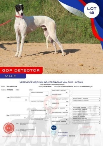 1X GREYHOUND GDP DETECTOR MALE Kaingo Boerdery Nylstroom