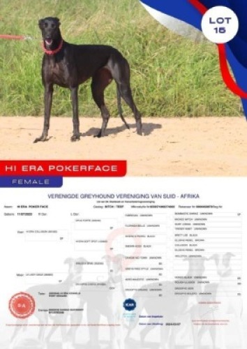 1X GREYHOUND HI ERA POKER FACE FEMALE Kaingo Boerdery Nylstroom