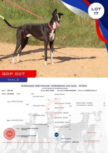 1X GREYHOUND GDP 007 MALE Kaingo Boerdery Nylstroom