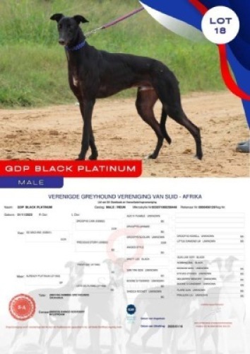 1X GREYHOUND GDP BLACK PLATINUM MALE Kaingo Boerdery Nylstroom