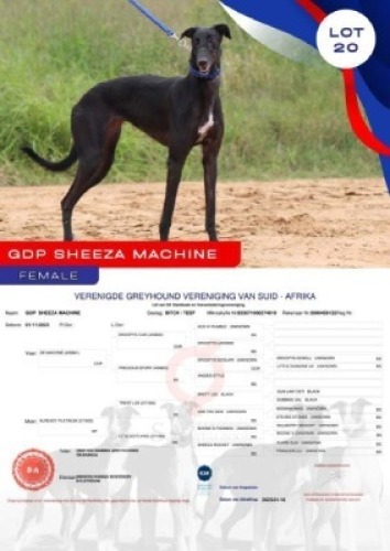 1X GREYHOUND GDP SHEEZA MACHINE FEMALE Kaingo Boerdery Nylstroom