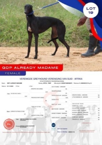 1X GREYHOUND GDP ALREADY MADAME FEMALE Kaingo Boerdery Nylstroom