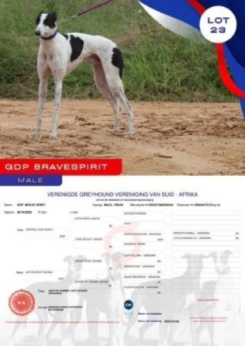 1X GREYHOUND GDP BRAVE SPIRIT MALE Kaingo Boerdery Nylstroom