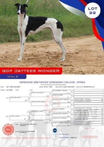 1X GREYHOUND GDP JAYTEES WONDER MALE Kaingo Boerdery Nylstroom