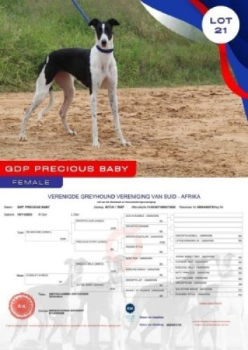 1X GREYHOUND GDP PRECIOUS BABY FEMALE Kaingo Boerdery Nylstroom