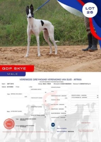 1X GREYHOUND GDP SKYE MALE Kaingo Boerdery Nylstroom