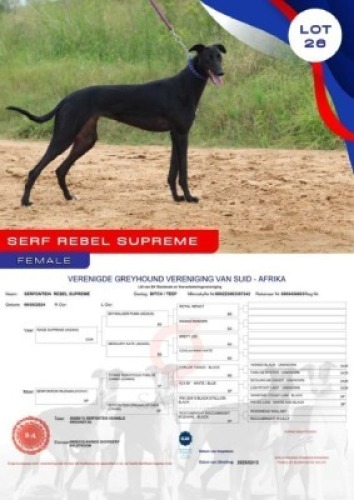 1X GREYHOUND SERFONTEIN REBEL SUPREME FEMALE Kaingo Boerdery Nylstroom