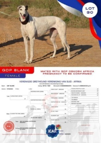 1X GREYHOUND GDP BLANK FEMALE Namibia Greyhounds Okahanja