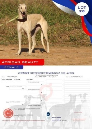 1X GREYHOUND AFRICAN BEAUTY FEMALE Namibia Greyhounds Okahanja