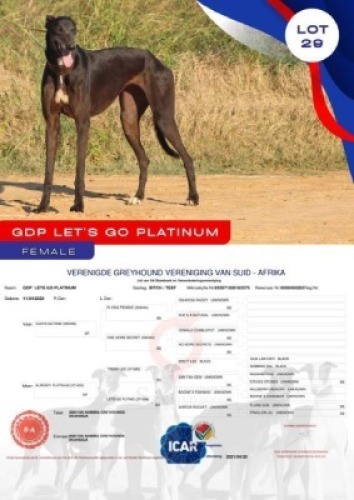 1X GREYHOUND GDP LETS GO PLATINUM FEMALE Namibia Greyhounds Okahanja