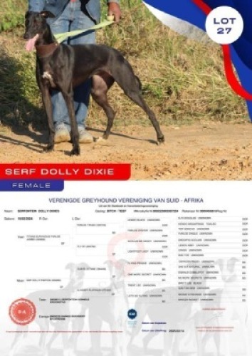 1X GREYHOUND SERFONTEIN DOLLY DIXIES FEMALE Kaingo Boerdery Nylstroom