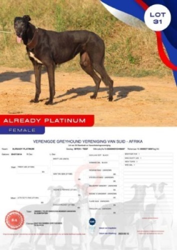 1X GREYHOUND ALREADY PLATINUM FEMALE Namibia Greyhounds Okahanja