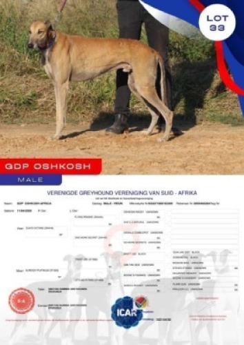 1X GREYHOUND GDP OSHKASH AFRICA MALE Namibia Greyhounds Okahanja