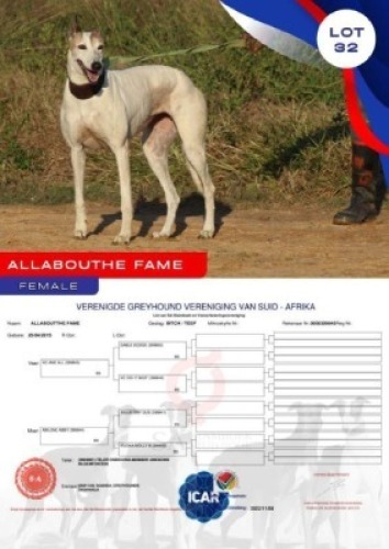 1X GREYHOUND ALLABOUTTHE FAME FEMALE Namibia Greyhounds Okahanja