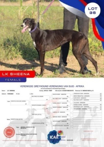1X GREYHOUND LK SHEENA FEMALE Namibia Greyhounds Okahanja