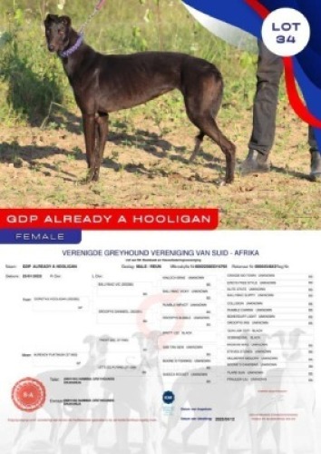 1X GREYHOUND GDP ALREADY A HOOLIGAN FEMALE Namibia Greyhounds Okahanja
