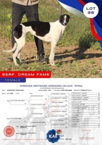 1X GREYHOUND SERF. DREAM FAME FEMALE Serfontein Kennels Kroonstad