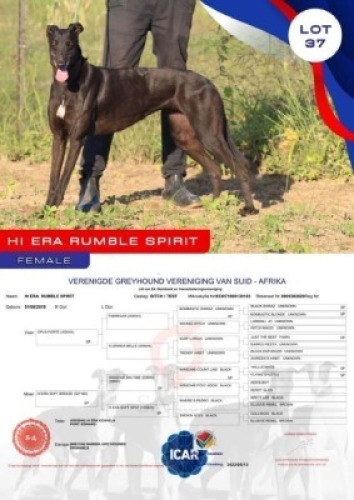 1X GREYHOUND HI ERA RUMBLE SPIRIT FEMALE Namibia Greyhounds Okahanja