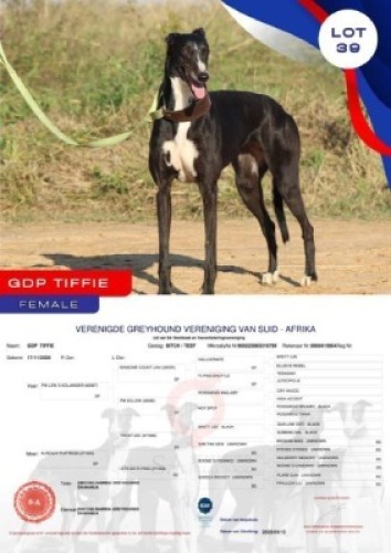 1X GREYHOUND GDP TIFFIE FEMALE Namibia Greyhounds Okahanja