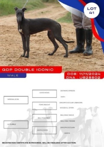 1X GREYHOUND GDP DOUBLE ICONIC MALE Kaingo Boerdery Nylstroom
