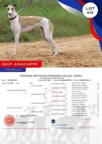 1X GREYHOUND GDP ANACAPRI FEMALE Kaingo Boerdery Nylstroom