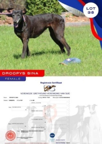 1X GREYHOUND DROOPYS SINA FEMALE Hi Era Kennels Port Edward