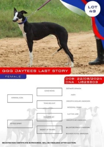 1X GREYHOUND GGG JAYTEES LAST STORY FEMALE Kaingo Boerdery Nylstroom