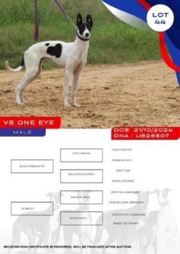1X GREYHOUND V8 ONE EYE MALE Kaingo Boerdery Nylstroom