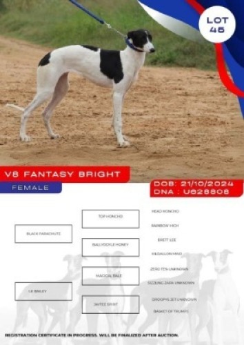 1X GREYHOUND V8 FANTASY BRIGHT FEMALE Kaingo Boerdery Nylstroom