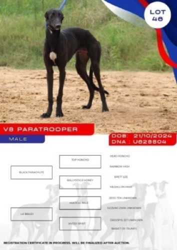 1X GREYHOUND V8 PARATROOPER MALE Kaingo Boerdery Nylstroom