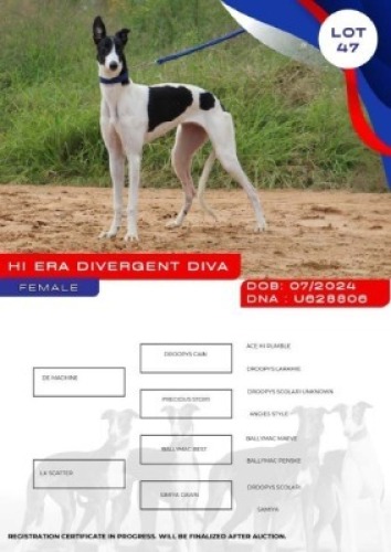 1X GREYHOUND HI ERA DIVERGENT DIVA FEMALE Namibia Greyhounds Okahanja