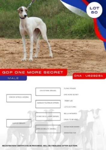 1X GREYHOUND GDP ONE MORE SECRET MALE Kaingo Boerdery Nylstroom