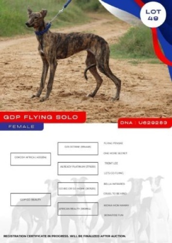 1X GREYHOUND GDP FLYING SOLO FEMALE Kaingo Boerdery Nylstroom