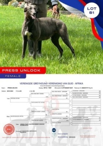 1X GREYHOUND PRESS UNLOCK FEMALE Global Greyhounds Modimolle