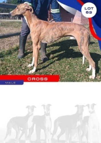 1X GREYHOUND CROSS MALE