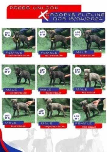 1X GREYHOUND MALE Global Greyhounds Modimolle