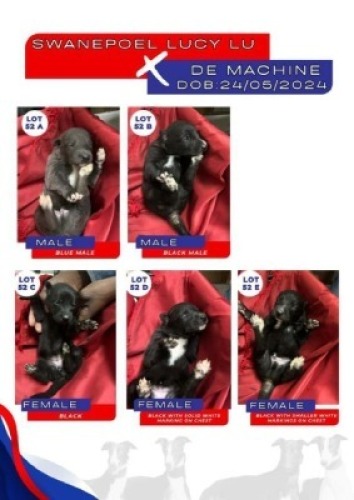 1X GREYHOUND FEMALE Namibia Greyhounds Okahanja