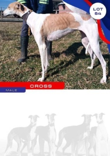 1X GREYHOUND CROSS MALE