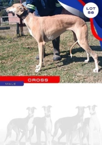 1X GREYHOUND CROSS MALE