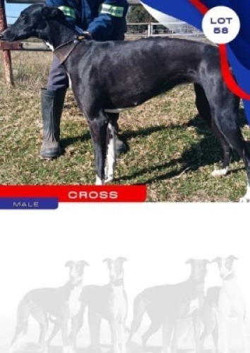 1X GREYHOUND CROSS MALE
