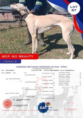 1X GREYHOUND GDP "GO BEAUTY" FEMALE Kaingo Boerdery Nylstroom