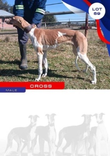 1X GREYHOUND CROSS MALE