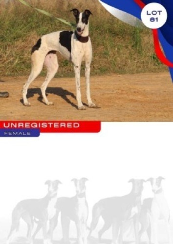 1X GREYHOUND UNREGISTERED FEMALE
