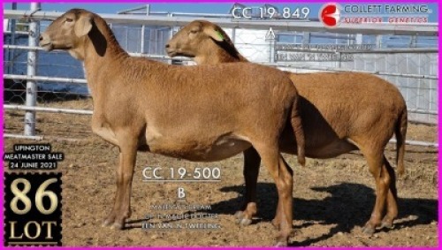 1 X MEATMASTER OOI SUPERIOR GENETICS - AANGETEKEN (Highest Bidder may pick first Round)